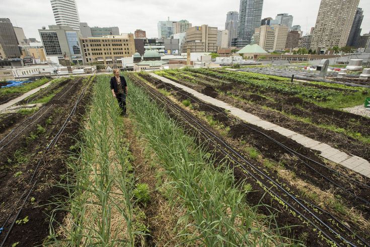Farming in Urban Areas: Opportunities and Challenges