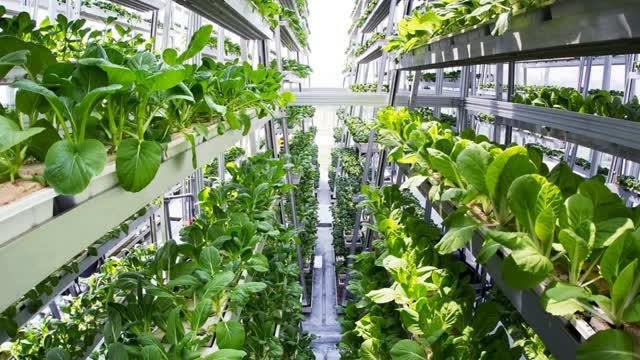 The Future of Farming: Exploring Vertical and Indoor Agriculture